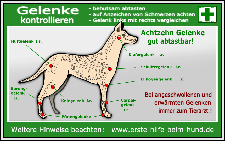 Genial Hund Hinkt Vorne Links