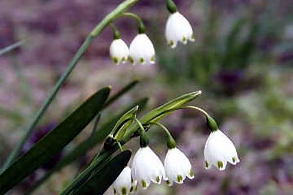 新しい4 月16 日誕生花 画像hd