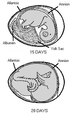 embryo2 embryo2