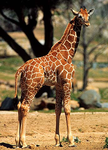 Animal Planet: Giraffe