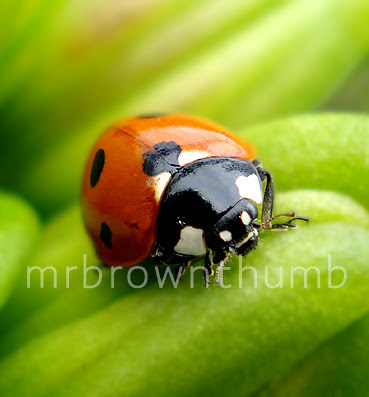 Ladybug