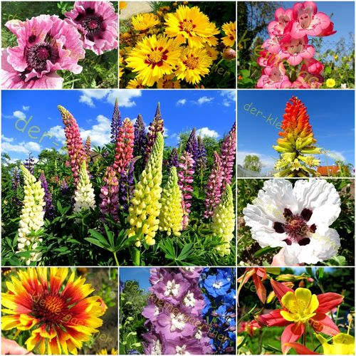 Sommerblumen mehrjährig winterhart