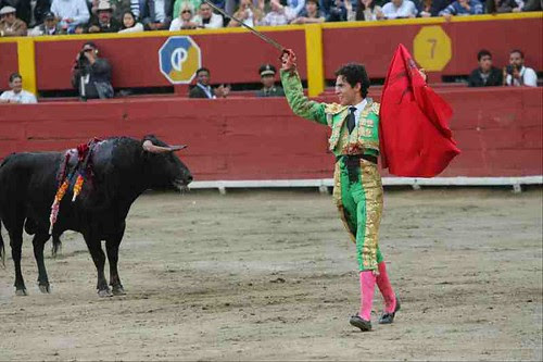 ACHO TOROS 05