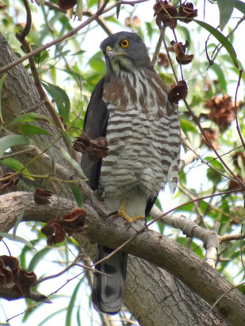 鳳頭蒼鷹/無限台南
