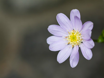 すべての美しい花の画像 最高かつ最も包括的な6 月 23 日 誕生 花