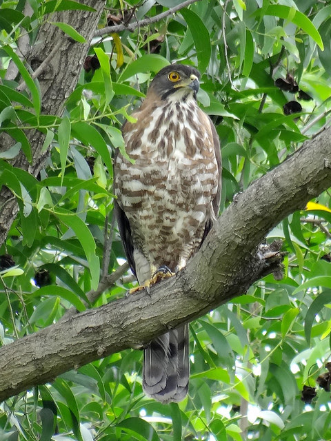鳳頭蒼鷹/無限台南