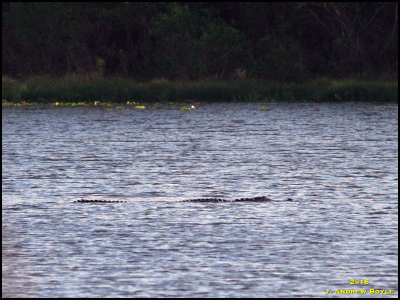 Alligator Alligator
