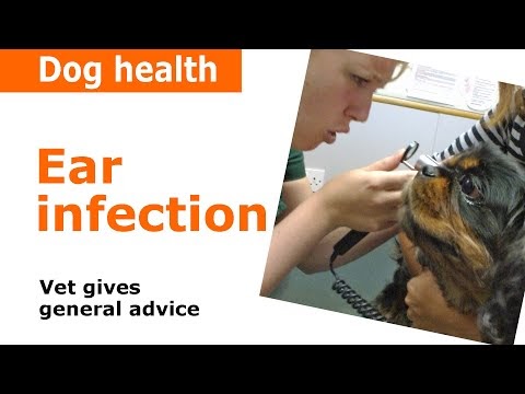Antifungal Ear Drops For Dogs. - lisalisaicha