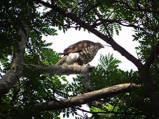 鳳頭蒼鷹/無限台南