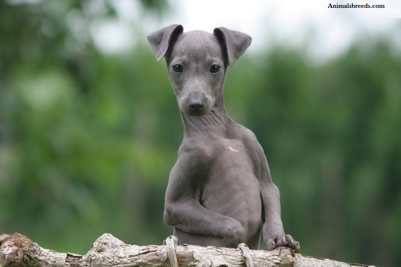 Italian Greyhound Puppies, Rescue, Pictures, Information, Temperament, Characteristics Italian Greyhound Puppies, Rescue, Pictures, Information, Temperament, Characteristics