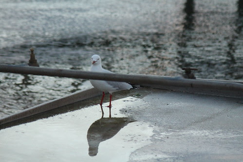 IMG 1197 Funny Gull