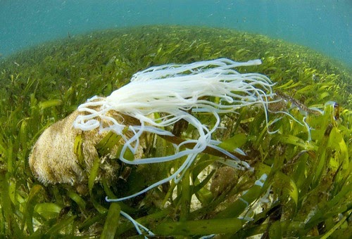 The Echinoblog: Sea Cucumber Defense Pt.2! Evisceration of Cuvierian