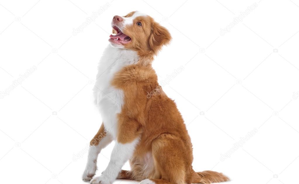 Nova Scotia Duck Tolling Retriever Toller Hund Nova scotia duck