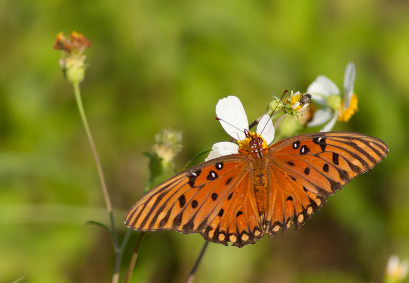 Photo & Video Sharing by SmugMug Photo & Video Sharing by SmugMug
