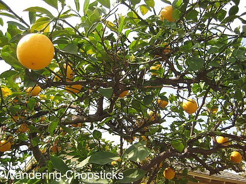 Day 31 Meyer Lemons