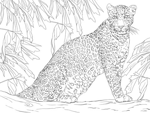 leoparden bilder zum ausdrucken - malvorlagen gratis