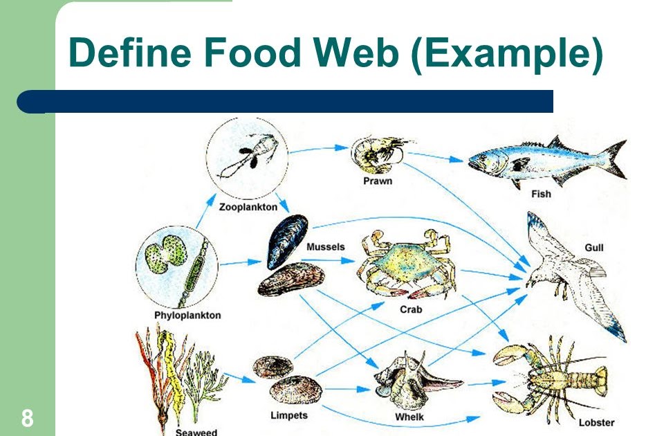 what is a food web simple definition
