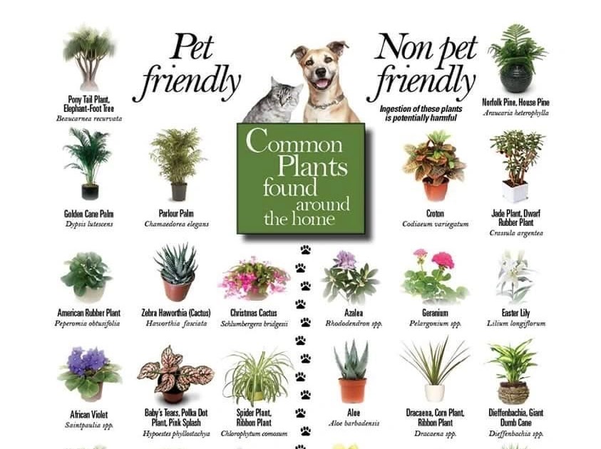 Flowers Poisonous To Dogs And Cats / 23 Common Plants Poisonous to Pets