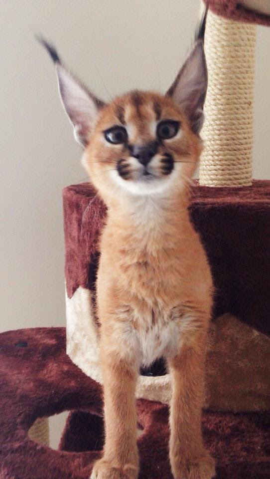 Caracal Cat For Sale Australia