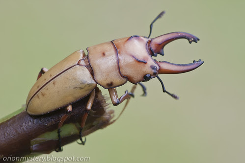 Stag beetle, Prosopocoilus occipitalis IMG_6661 copy