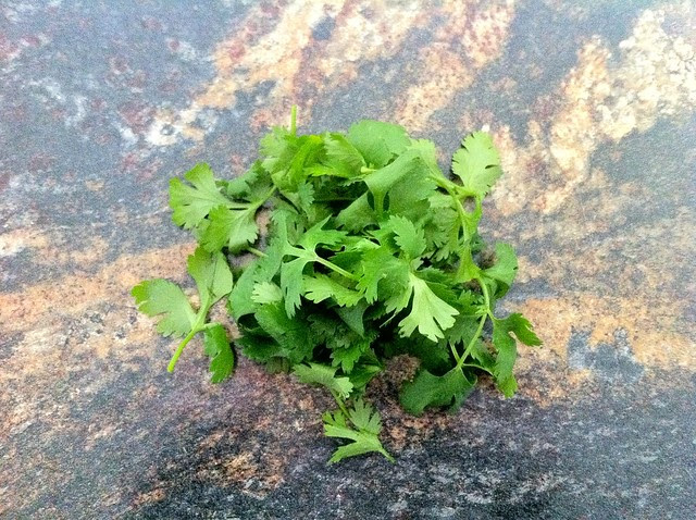 Handful of Fresh Cilantro