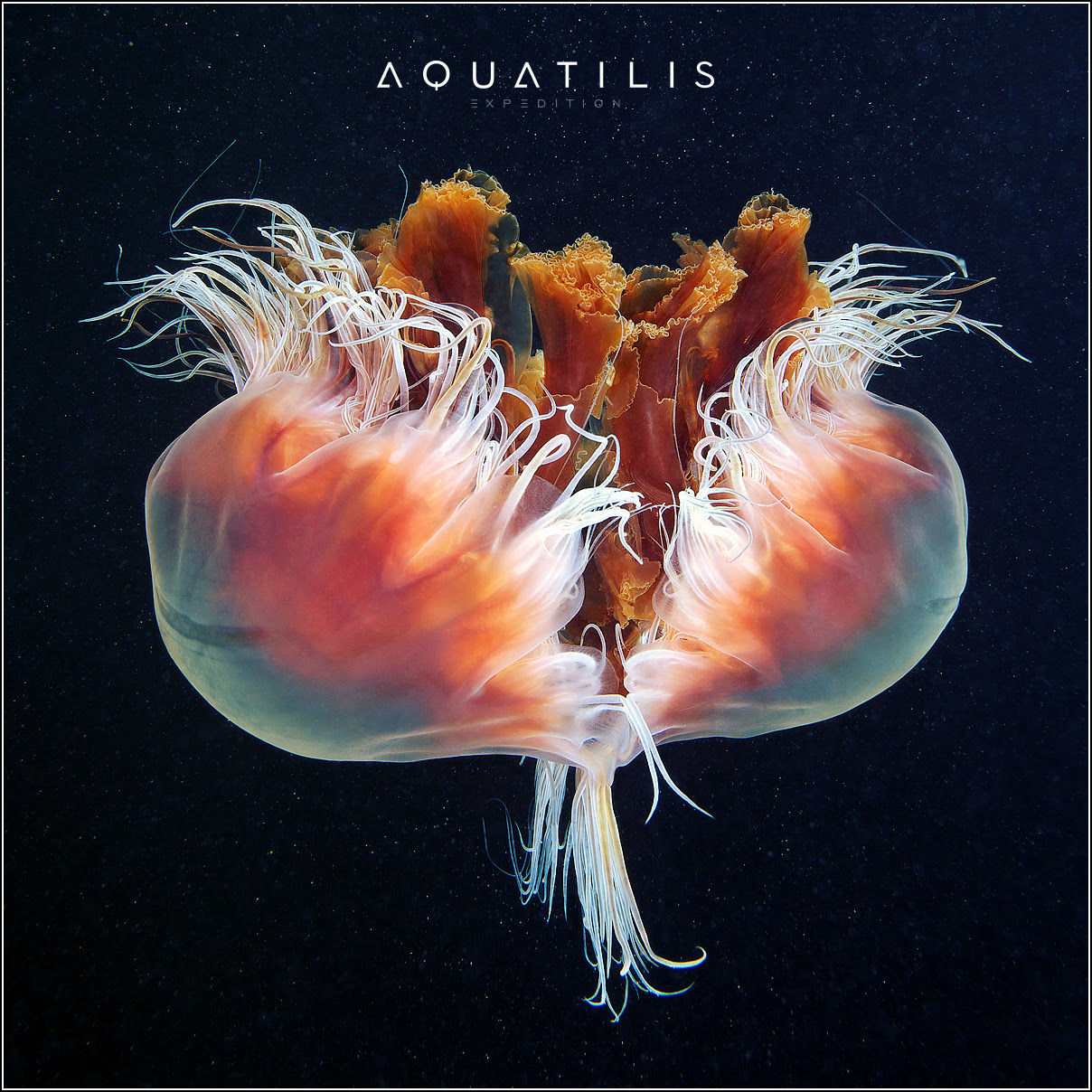 Aquatilis Expedition