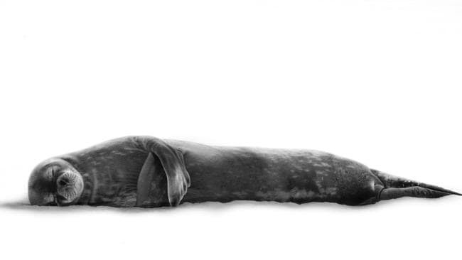 A Weddell seal in Antarctica appears at peace as it rests in the safety of the think ice from any surveying predators.
