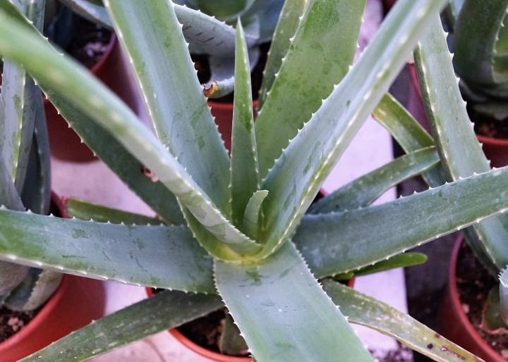 How Much Should I Water An Aloe Vera Plant Plantă Blog