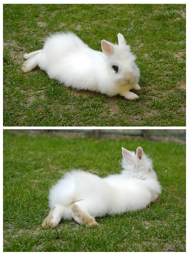 Cutest bunny ever
