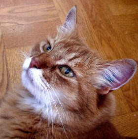 Somali cat