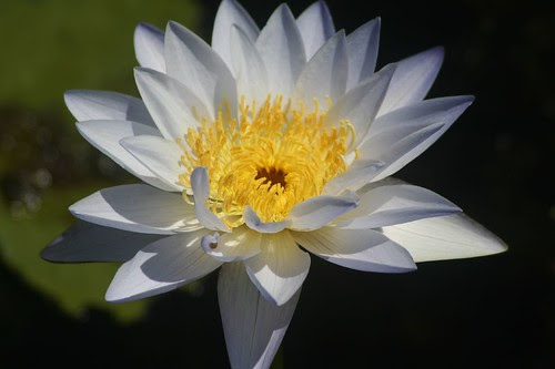 Water Lily at Fogg Dam