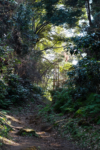 Into the forest