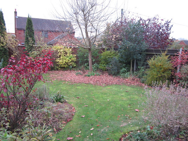 November garden (4)