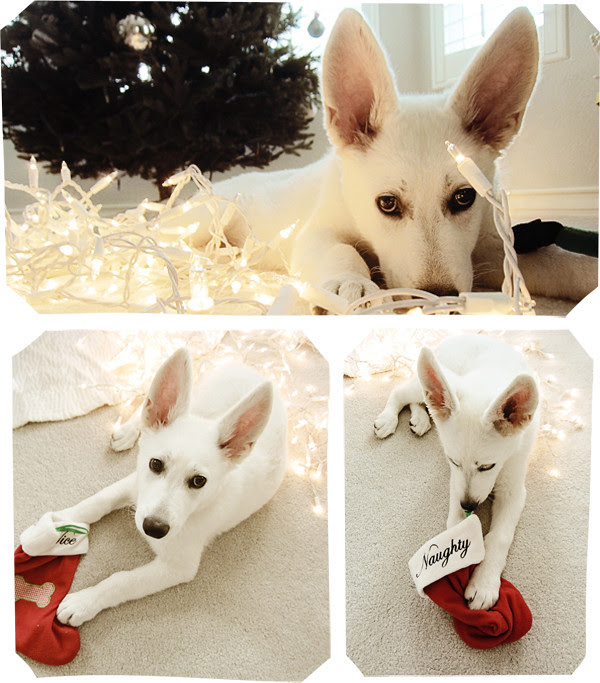 fleury christmas collage 1