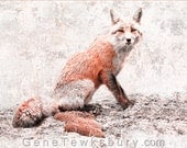 Red Fox - Fine Art Photography - Animal Print - Wildlife Wall Art - Unique Home Decor - Wild Life Canvas Print, Red Fox in Snow - BigSunPhotography Red Fox - Fine Art Photography - Animal Print - Wildlife Wall Art - Unique Home Decor - Wild Life Canvas Print, Red Fox in Snow - BigSunPhotography