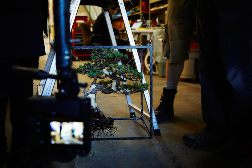 azuma makoto launches 50 year old botanical bonzai tree into outer space