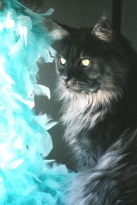 Maine Coon cat Quin