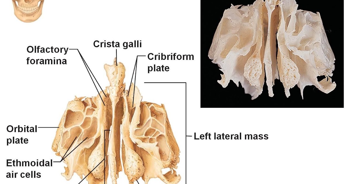 78 Amazing What Does The Ethmoid Bone Consist Of - insectza