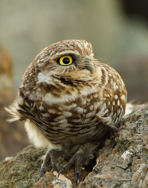 Owl glance