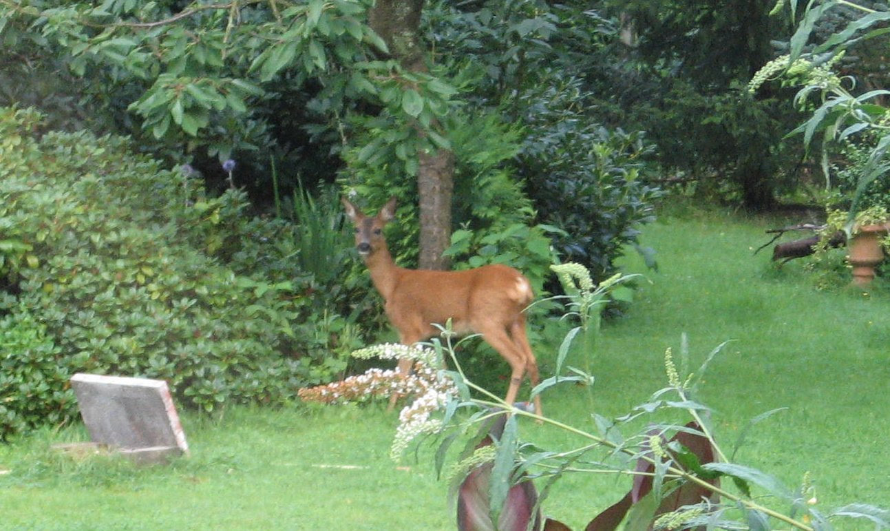 rehe im garten troubledwaterunderthebridge