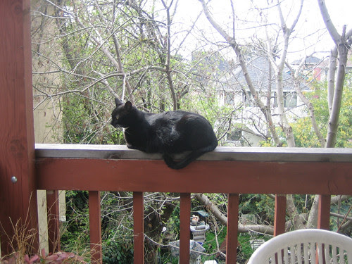 Cat on Rail 0029