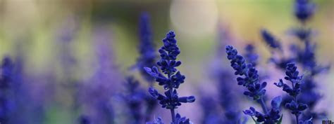 Download Wallpaper Lavender flowers (3200 x 1200 Dual Download Wallpaper Lavender flowers (3200 x 1200 Dual