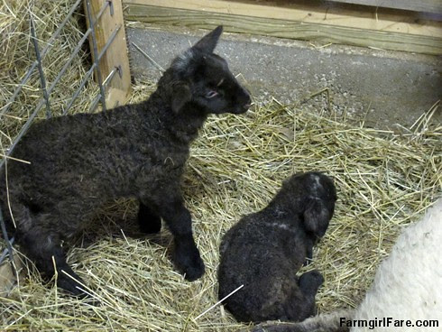 Lambing season begins! (12) - FarmgirlFare.com