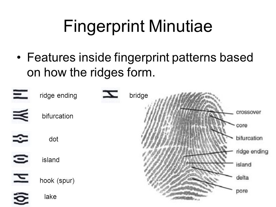 island-ridge-fingerprint-lesson-3-01-fingerprints-island-ridge