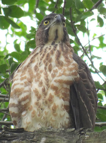 鳳頭蒼鷹/無限台南