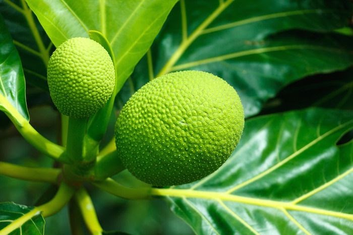 Breadfruit Leaf Benefits - Twin Fruit