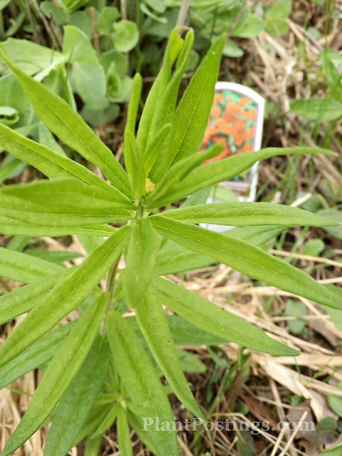 milkweed2
