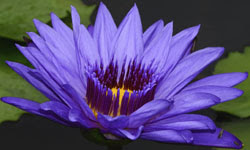 Sacred Blue lily