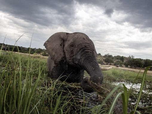 An elephant splashes at sunset in the waters of the