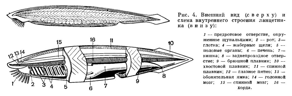 Ланцетник схема строения